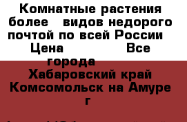 Комнатные растения более200видов недорого почтой по всей России › Цена ­ 100-500 - Все города  »    . Хабаровский край,Комсомольск-на-Амуре г.
